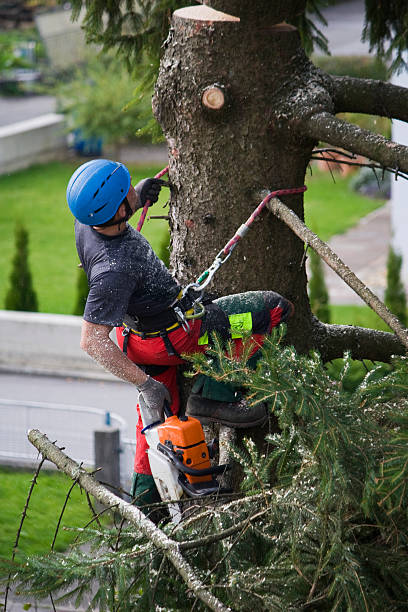 Best Commercial Tree Removal  in Elko New Market, MN